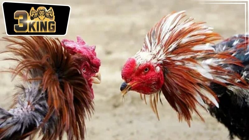 Cách tham gia cá cược tại nhà cái 3King đá gà