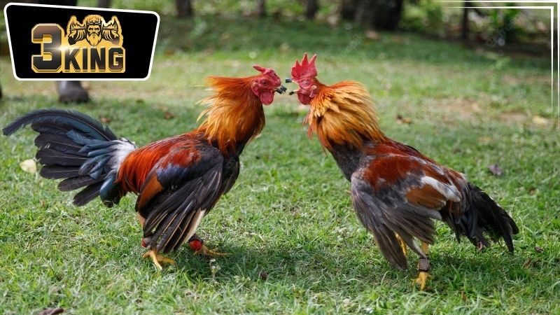 Quản lý vốn và tránh đặt cược quá đà